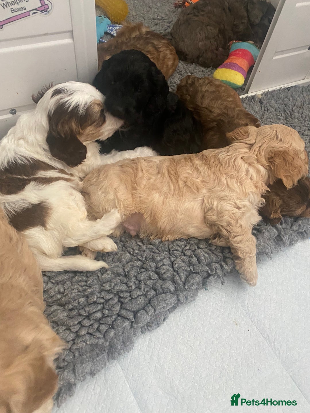 Cockapoo dogs for sale: Beautiful cockapoo puppies - Image 38