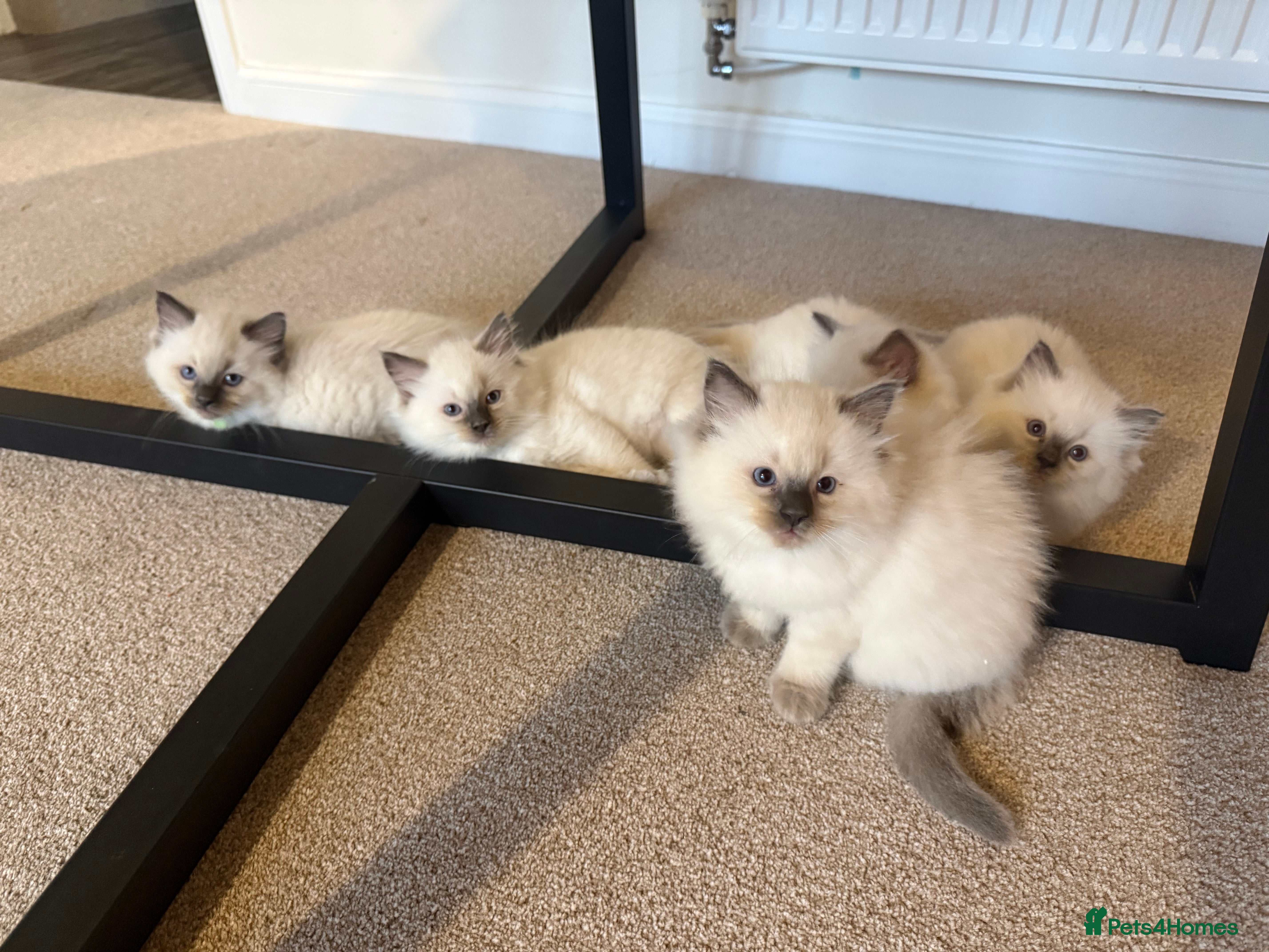 Ragdoll cats 6 Gorgeous Full Breed Ragdoll Kittens Ready to Go! - Advert 15
