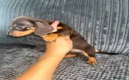 Miniature Dachshund dogs for sale: Miniature Dachshund Puppies ready for new home - Image 3