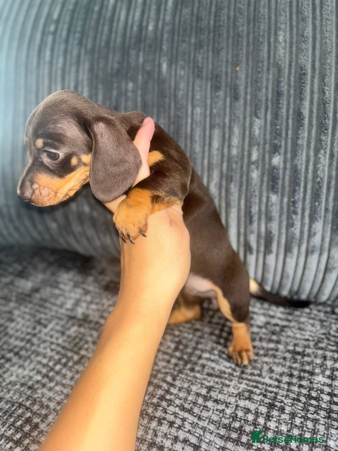 Miniature Dachshund dogs for sale: Miniature Dachshund Puppies ready for new home - Image 3