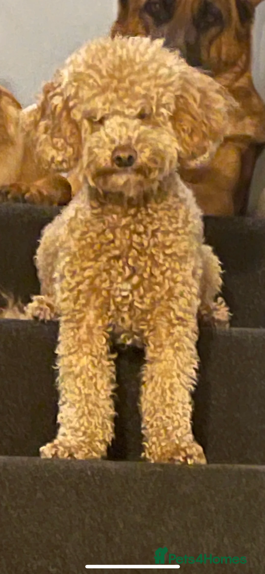 Toy Poodle dogs for stud: KC registered. GENETIC & HEALTH TESTED. in Wigan - Advert 11