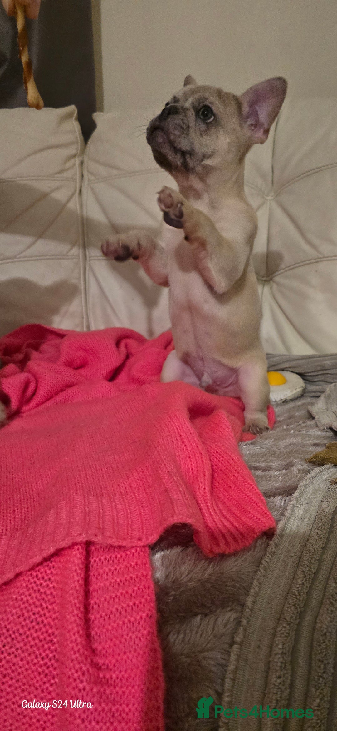 French Bulldog dogs for sale: Elsa Girl - Image 7