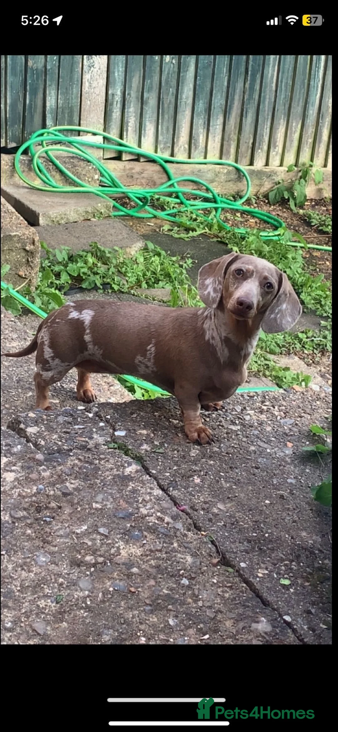 Miniature Dachshund dogs for sale: Beautiful miniature dachshound  - Advert 5