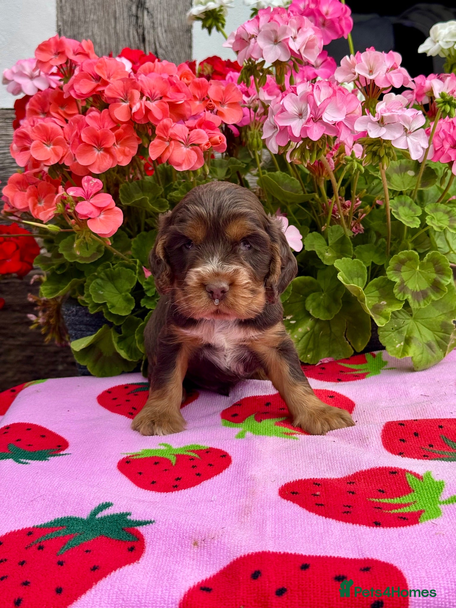 Cocker Spaniel dogs 4 kc reg show cocker spaniel puppies - Advert 1