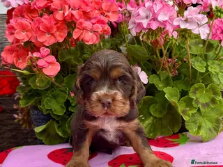 Cocker Spaniel dogs 4 kc reg show cocker spaniel puppies - Advert 2