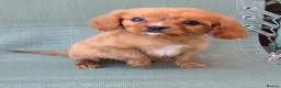 Cavapoo dogs for sale: Beautiful f1b cavapoo puppies  - Advert 7