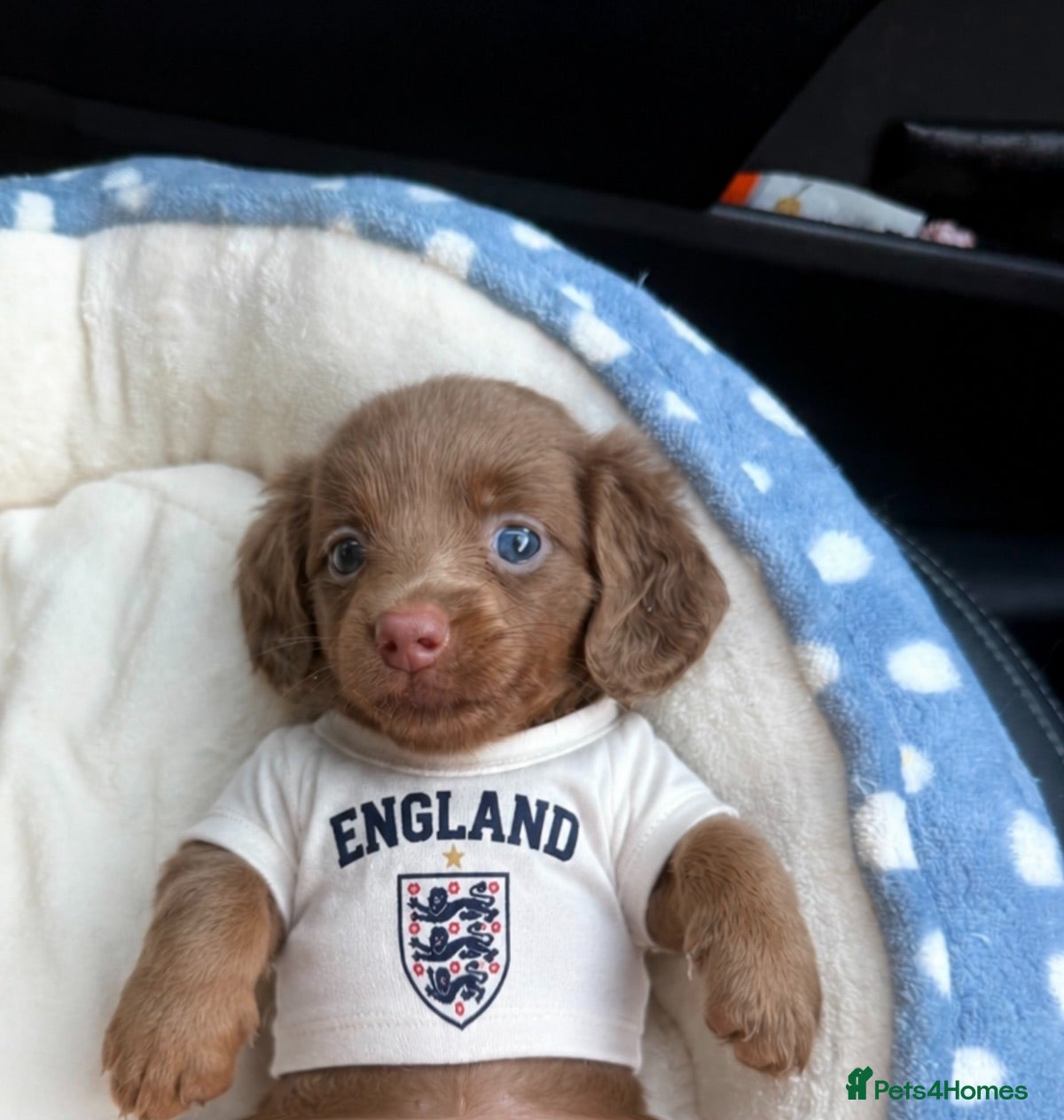 Miniature Dachshund dogs MINIATURE DACHSHUNDS(8weeks)LONG HAIRED - Advert 2