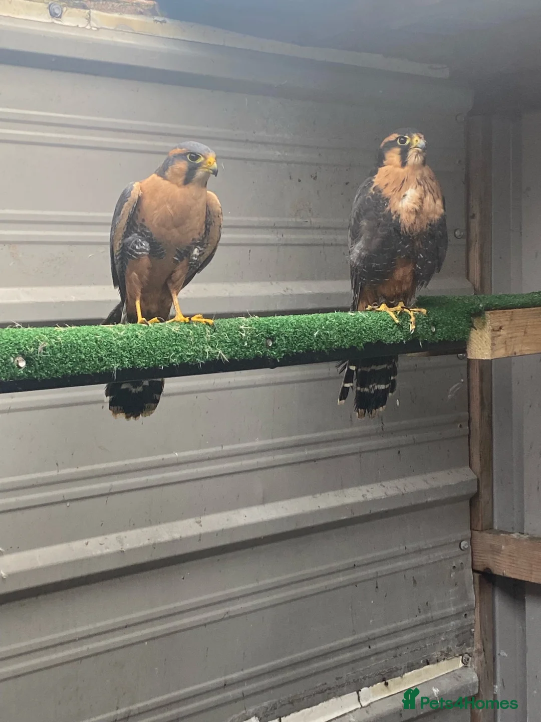 Mixed Breed birds for sale: Bonded pair of Aplomado in Rotherham - Advert 1