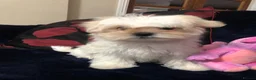 Mixed Breed dogs for sale: shihtzu / bichon x maltese  - Advert 11
