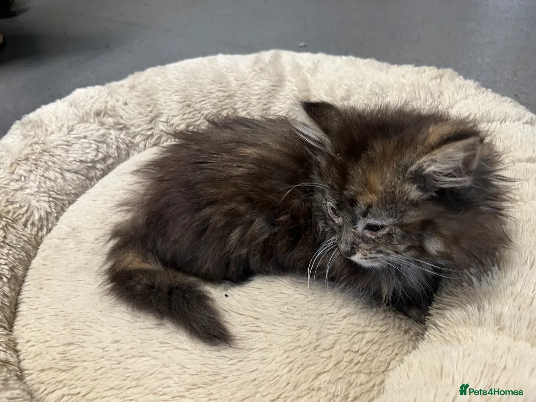 Maine Coon cats for sale: 🐾 Stunning Main Coon Female Kitten Available 🐾 - Advert 4