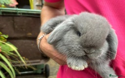 Mini Lop rabbits for sale: Friendly Pure Bred Mini Lop Bunnies Ready Now! - Image 3