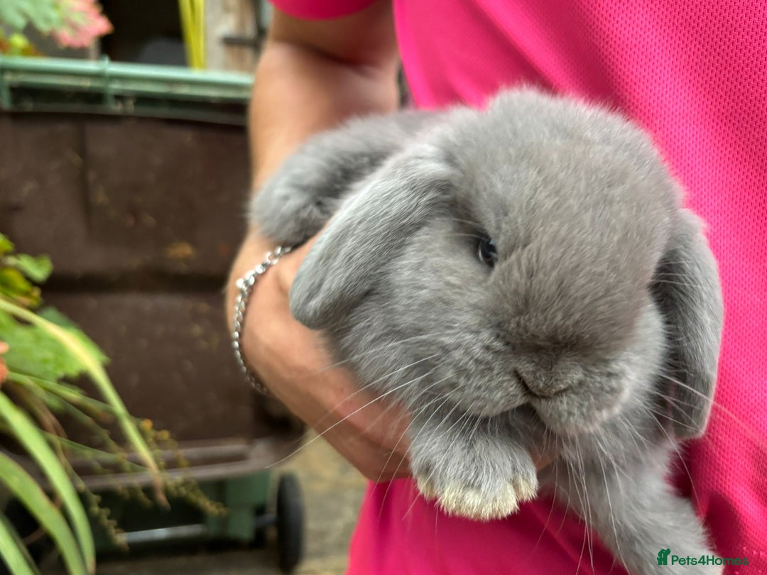 Mini Lop rabbits for sale: Friendly Pure Bred Mini Lop Bunnies Ready Now! - Image 3