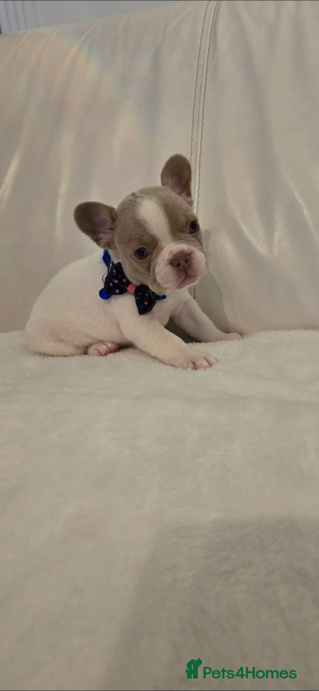 French Bulldog dogs for sale: French Bulldog puppies x 5 available  - Advert 8