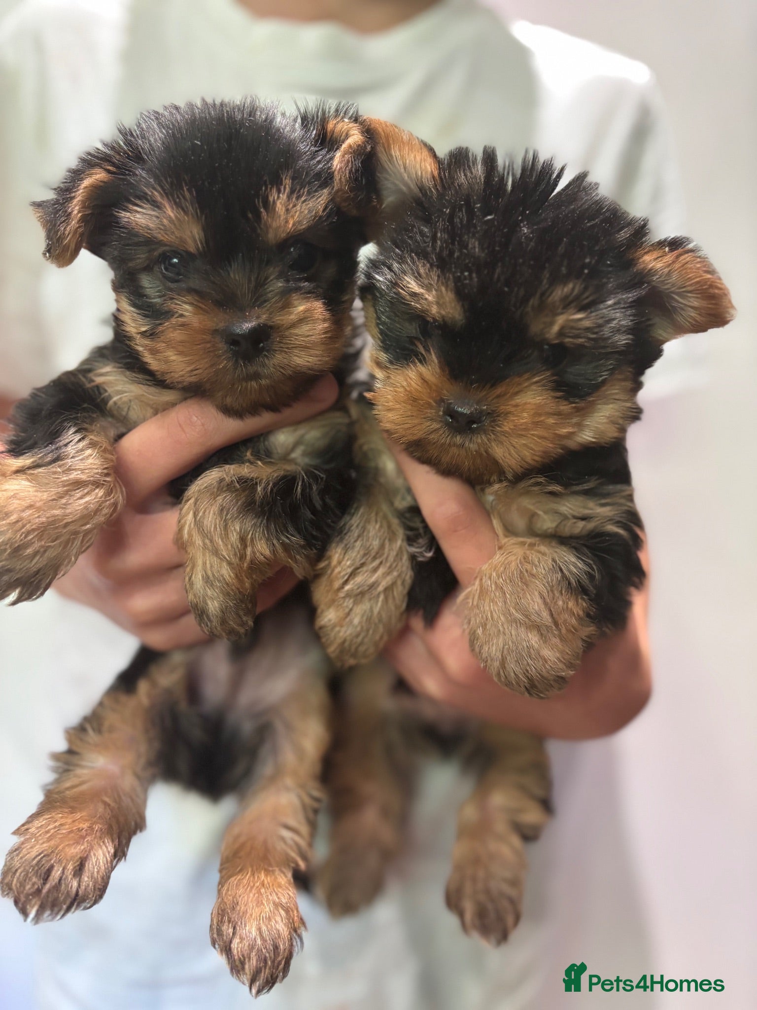 Yorkshire Terrier dogs Yorkshire Terrier Puppies - Advert 2