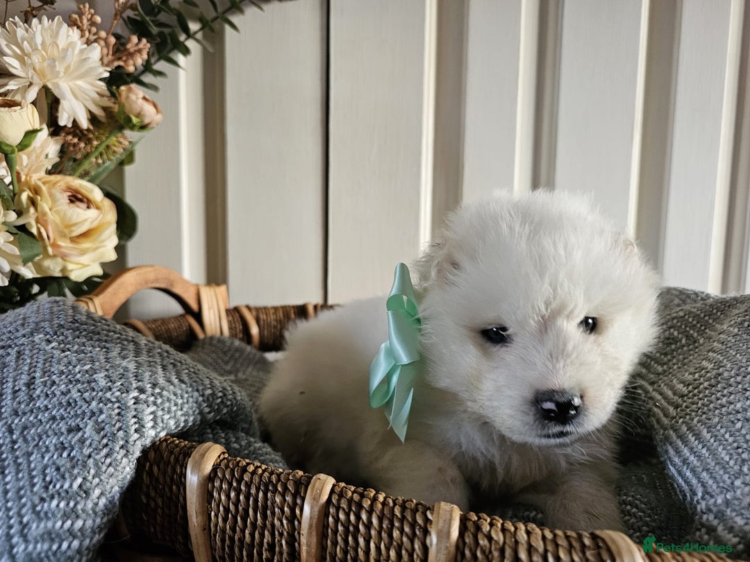Samoyed dogs for sale: Outstanding Litter of Pedigree Samoyeds - Advert 10