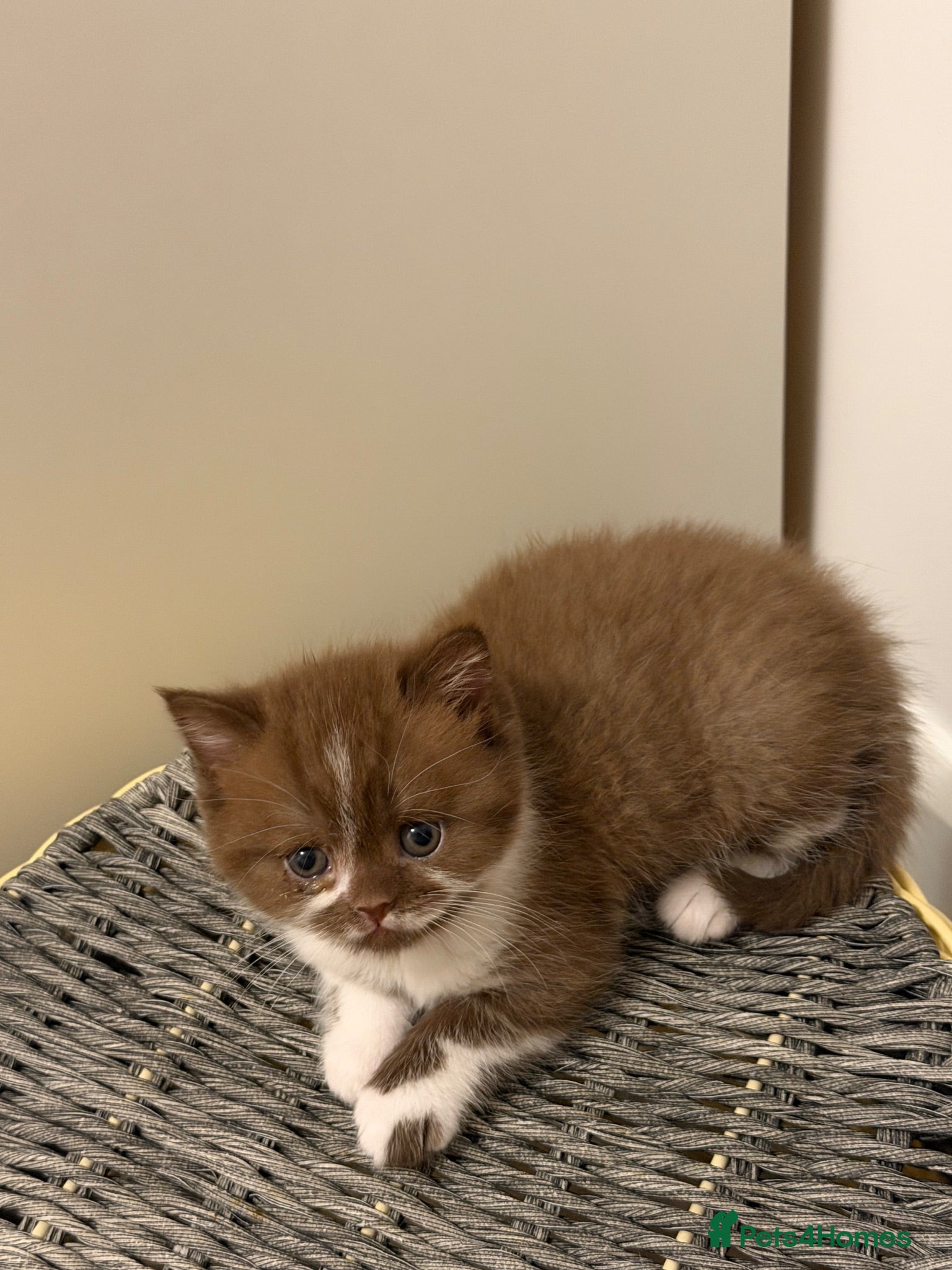 British Shorthair cats BSH kittens TICA registered 💙🩷 - Advert 2