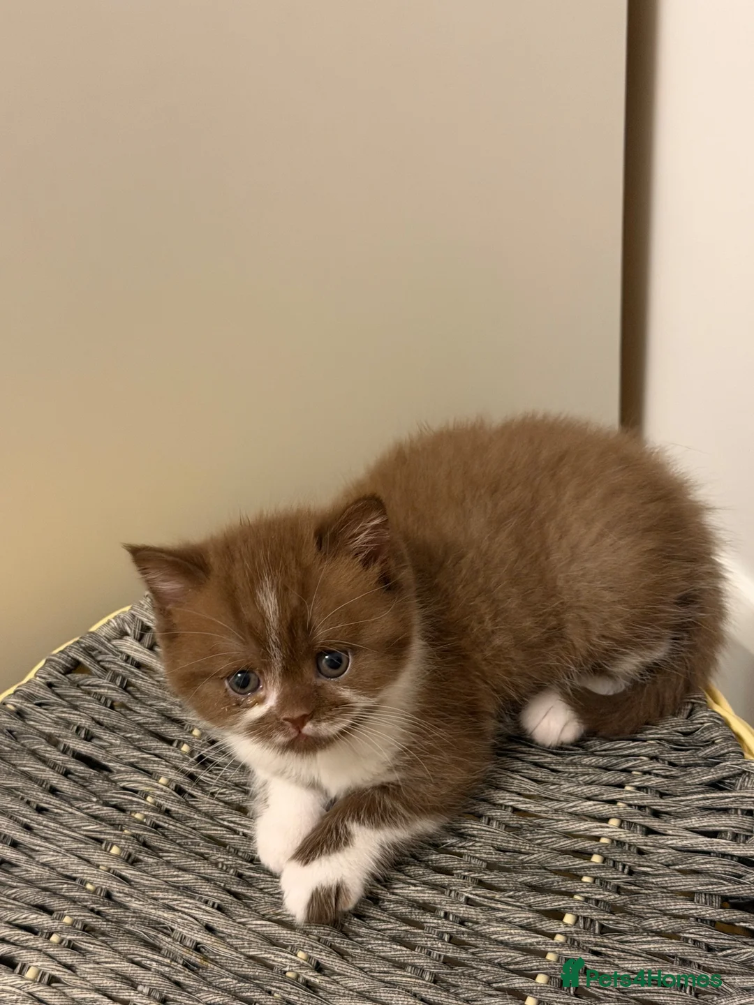 British Shorthair cats for sale: BSH kittens TICA registered 💙🩷 - Advert 1