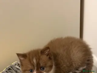 British Shorthair cats BSH kittens TICA registered 💙🩷 - Advert 2