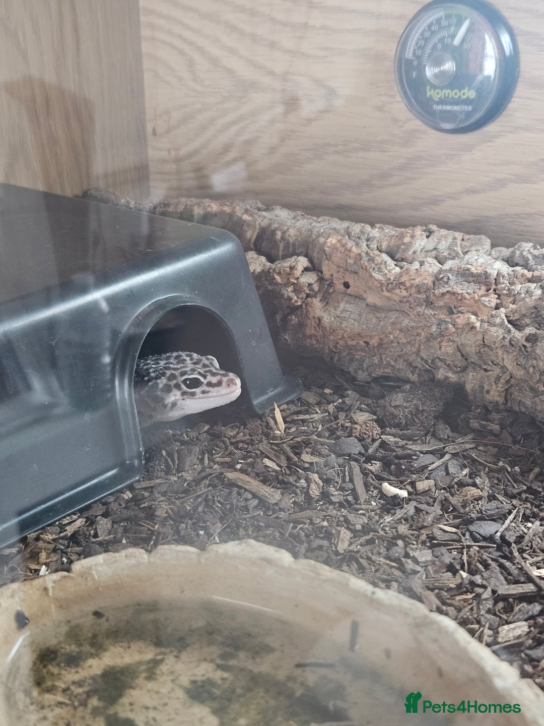 Leopard Gecko reptiles for sale: Leopard gecko - Image 8