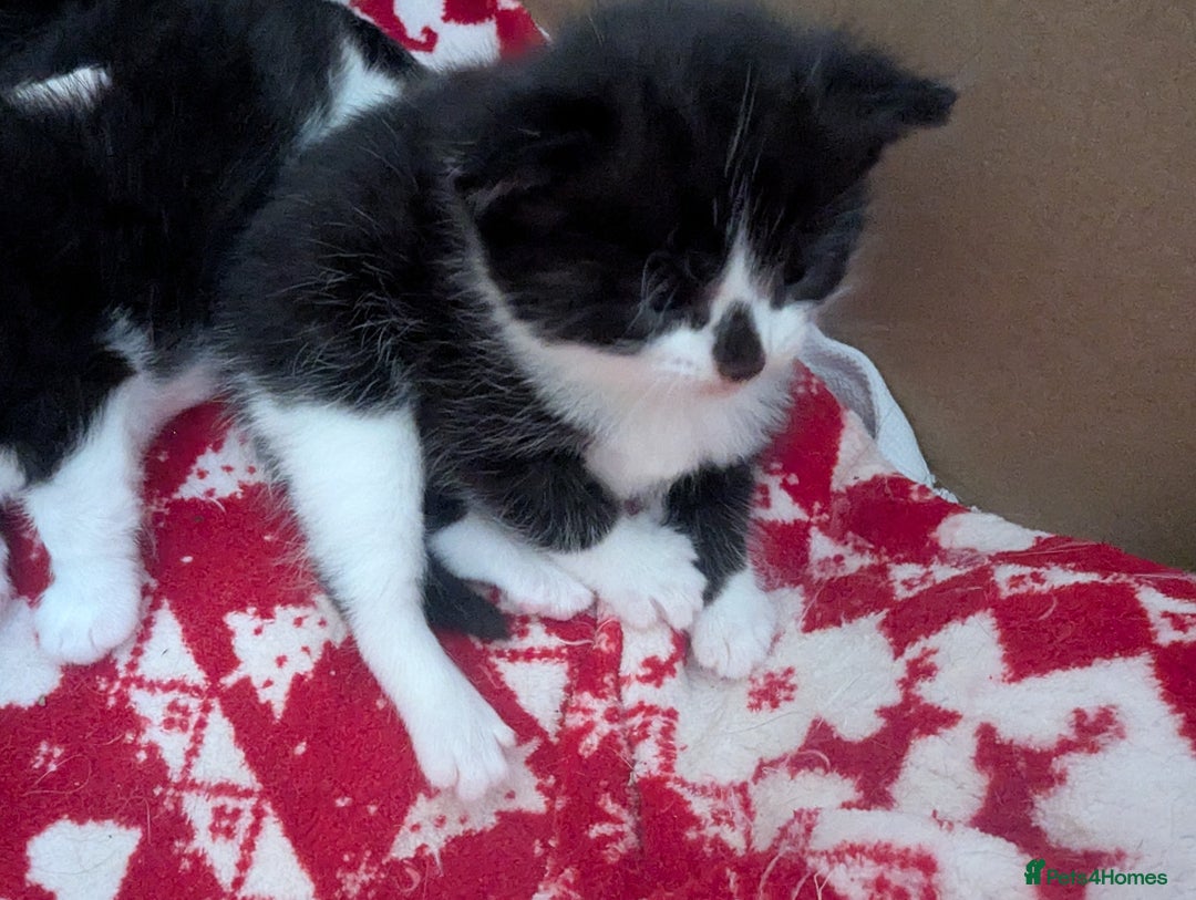 Mixed Breed cats for sale: 3 Beautiful Black and White Tuxedo Kittens  - Image 28