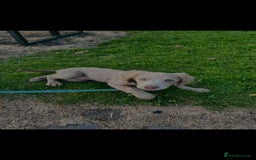 Springador dogs for sale: Springerdor male for rehome  - Advert 6