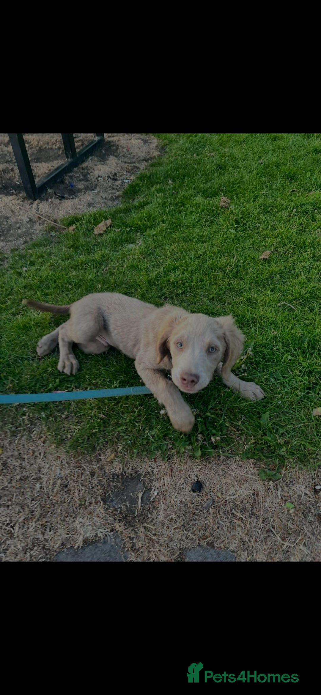 Springador dogs for sale: Springerdor male for rehome  - Advert 6