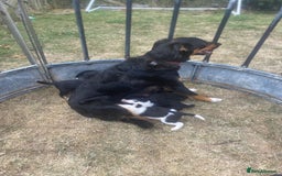 Mixed Breed dogs for sale: Beautiful Huntaway x Collie pups  - Image 29