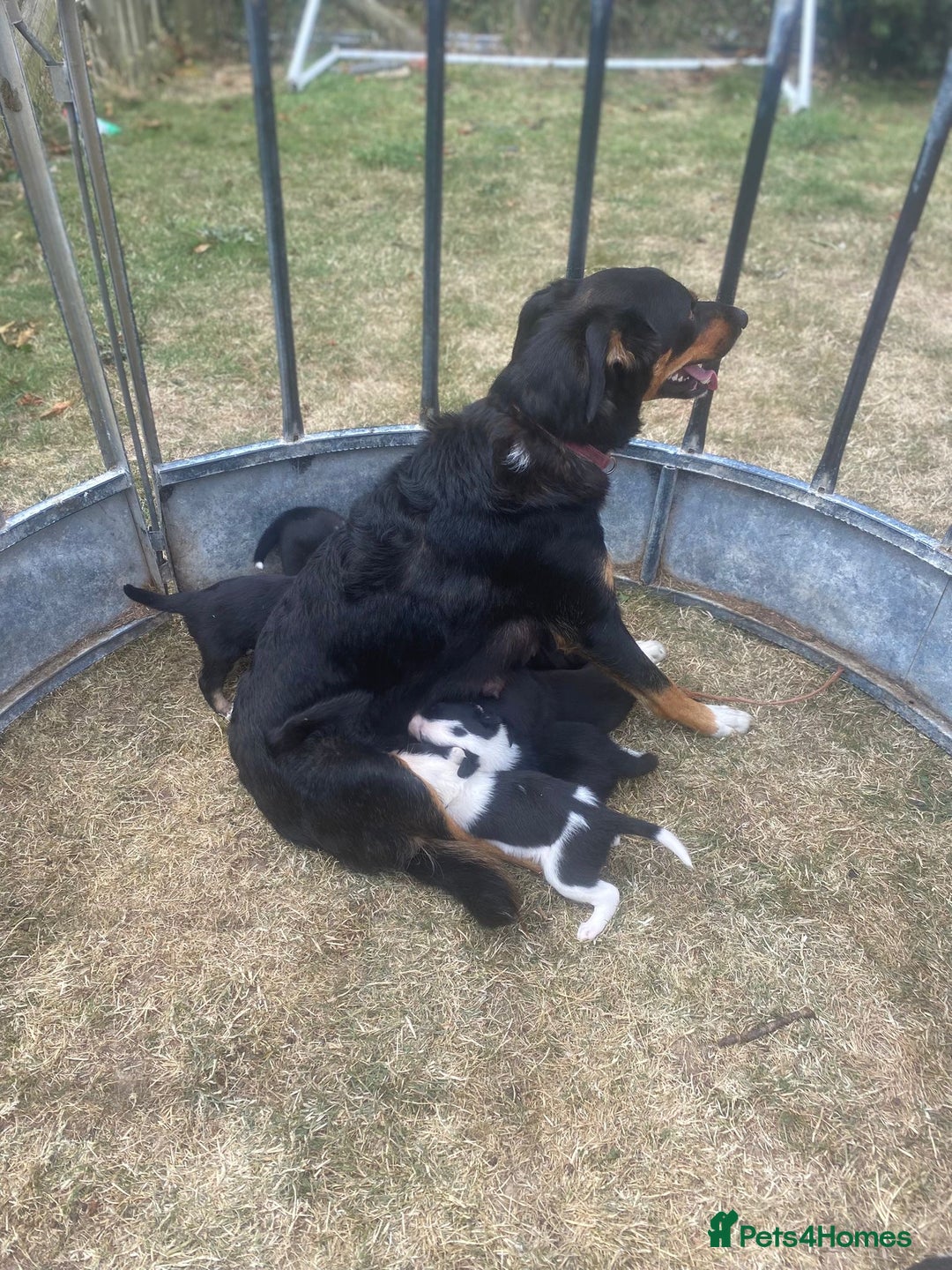 Mixed Breed dogs for sale: Beautiful Huntaway x Collie pups  - Image 29