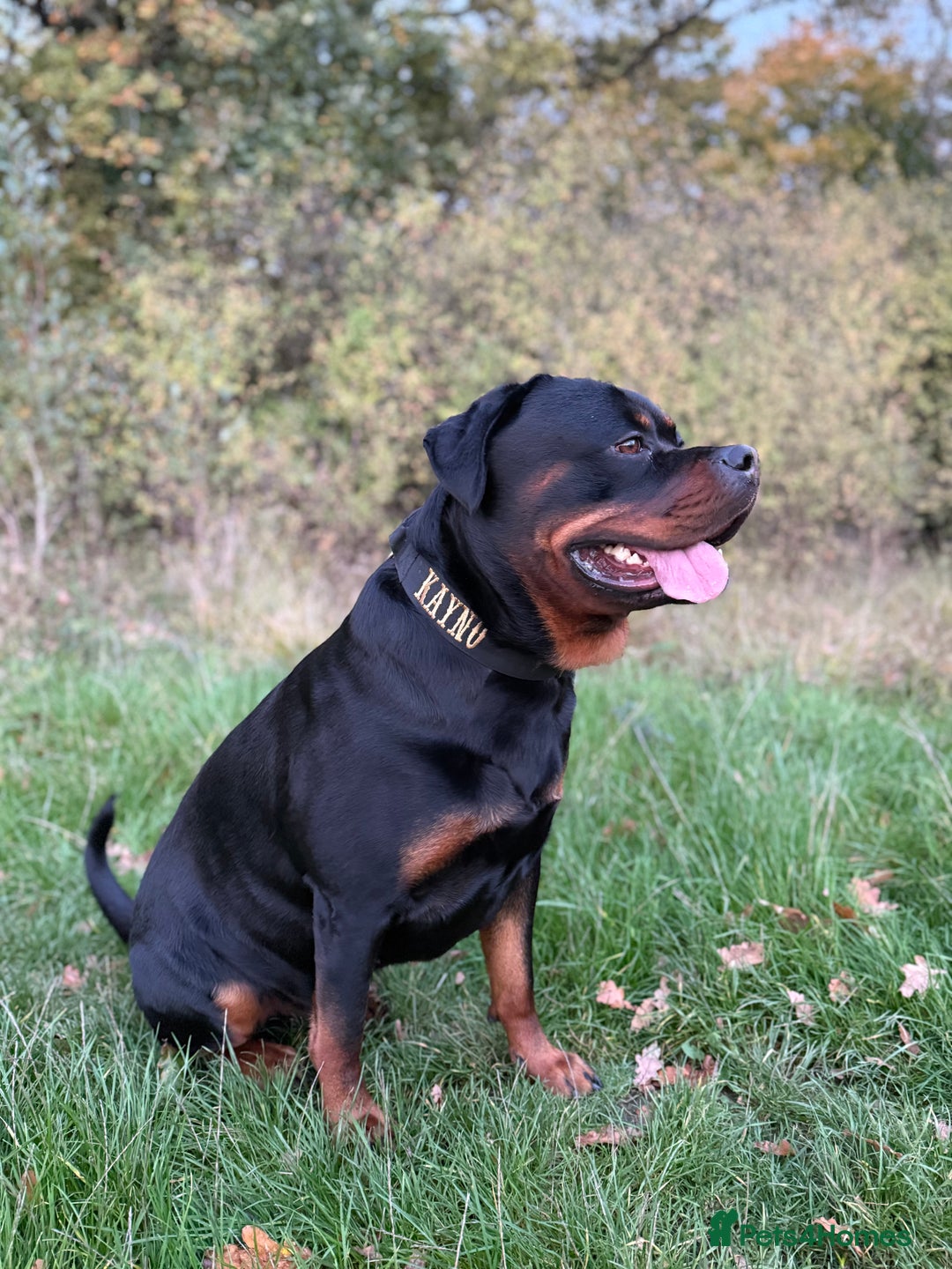 Rottweiler dogs for stud: 100% German Rottweiler - Advert 10