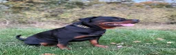 Rottweiler dogs for stud: 100% German Rottweiler | KC REGISTERED - Advert 10