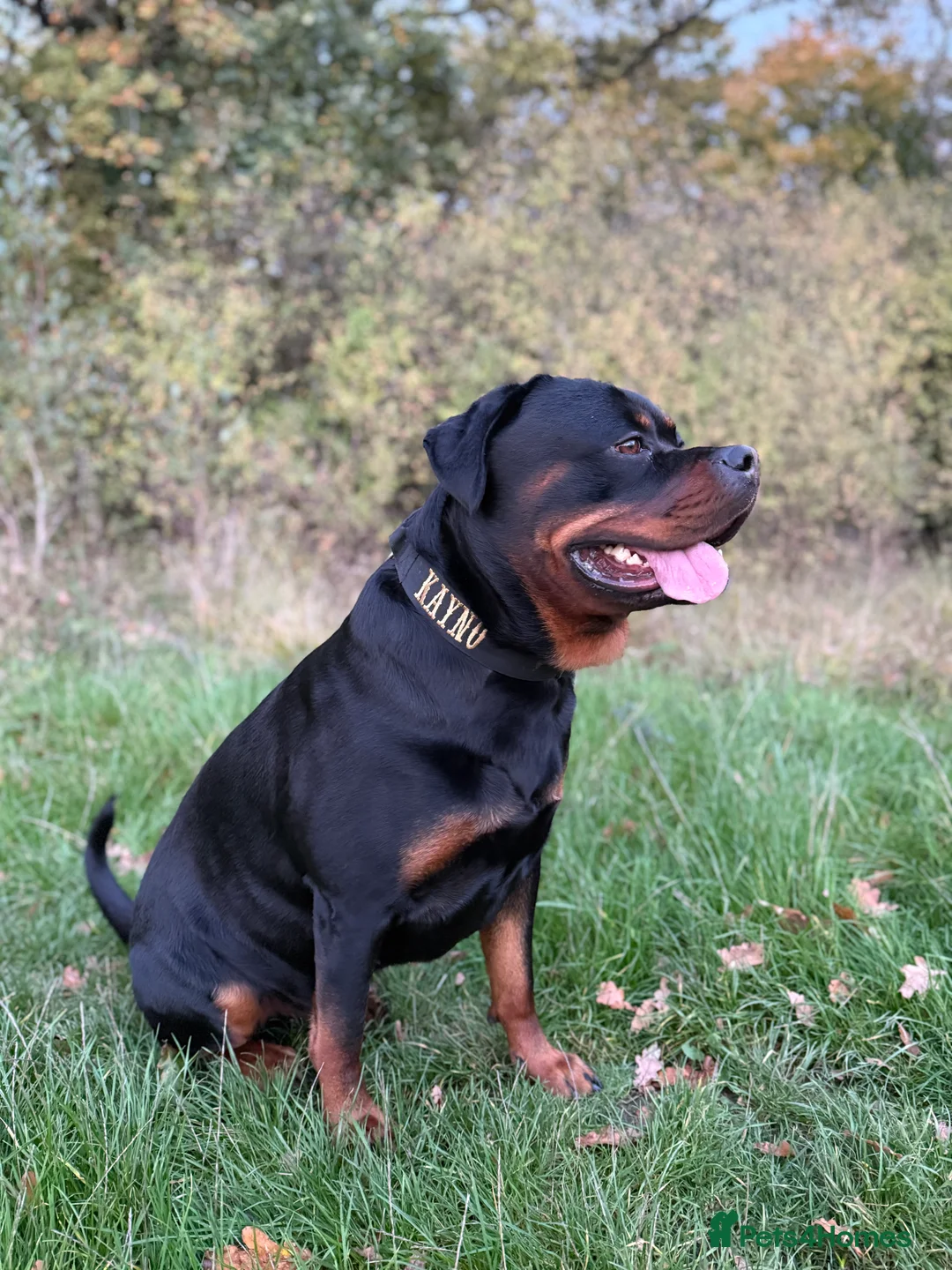 Rottweiler dogs for stud: 100% German Rottweiler | KC REGISTERED - Advert 10