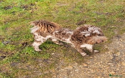 Toy Poodle dogs for stud: Chocolate merle toy poodle Stud - Image 1