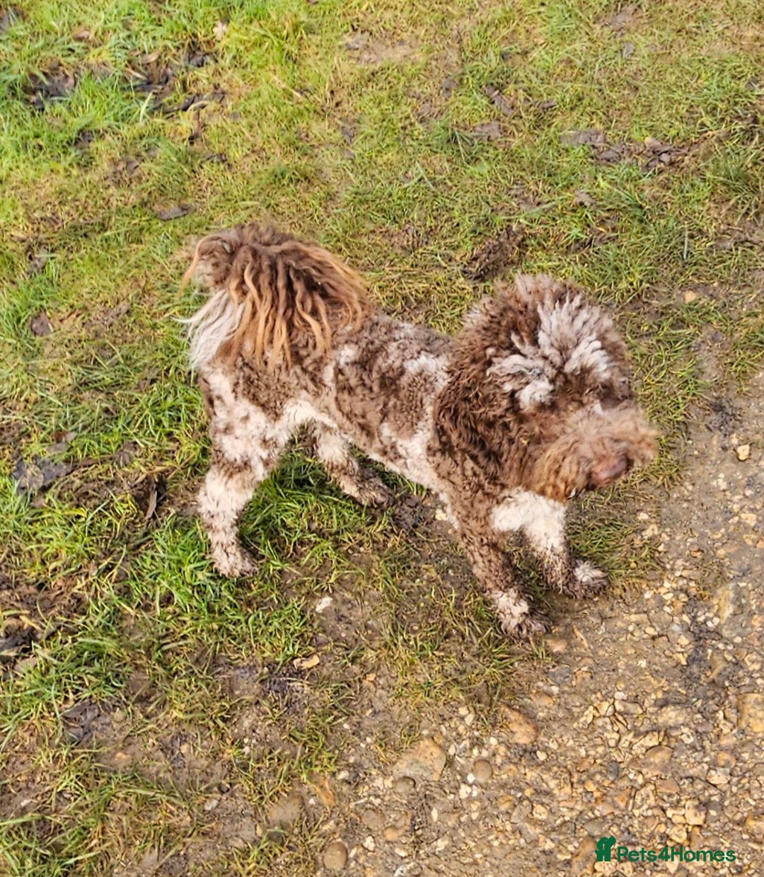 Toy Poodle dogs for stud: Chocolate merle toy poodle Stud - Image 1