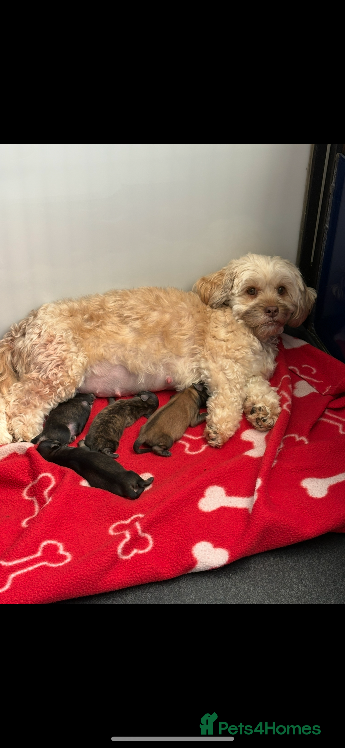 Lhasapoo dogs Lhasapoo puppies 🧸 - Advert 5