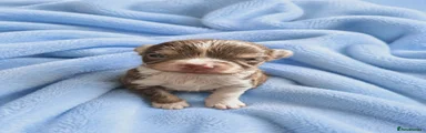 Chihuahua Puppy 1
