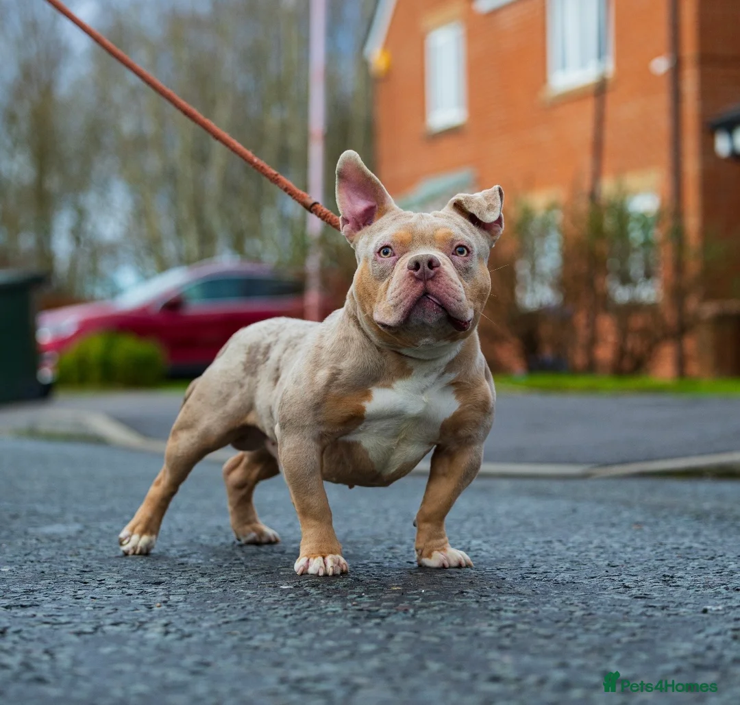 American Bully dogs for stud: Lilac tri Merle pocket bully ABKC registered in Manchester - Advert 5