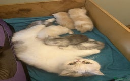 Exotic cats for sale: Beautiful Exotic kittens  - Image 7