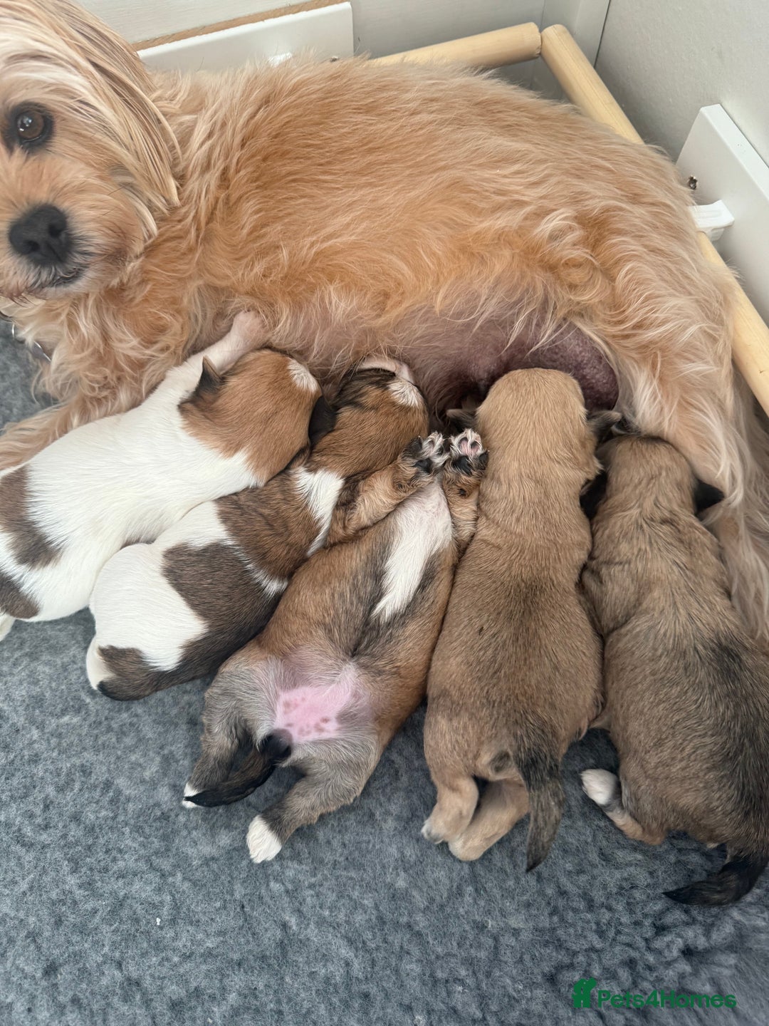 Mixed Breed dogs for sale: Absolutely gorgeous lhatese puppies - Advert 33