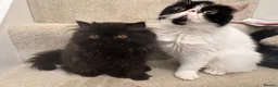 Persian cats for sale: Last kitten Persian girl black  - Advert 2