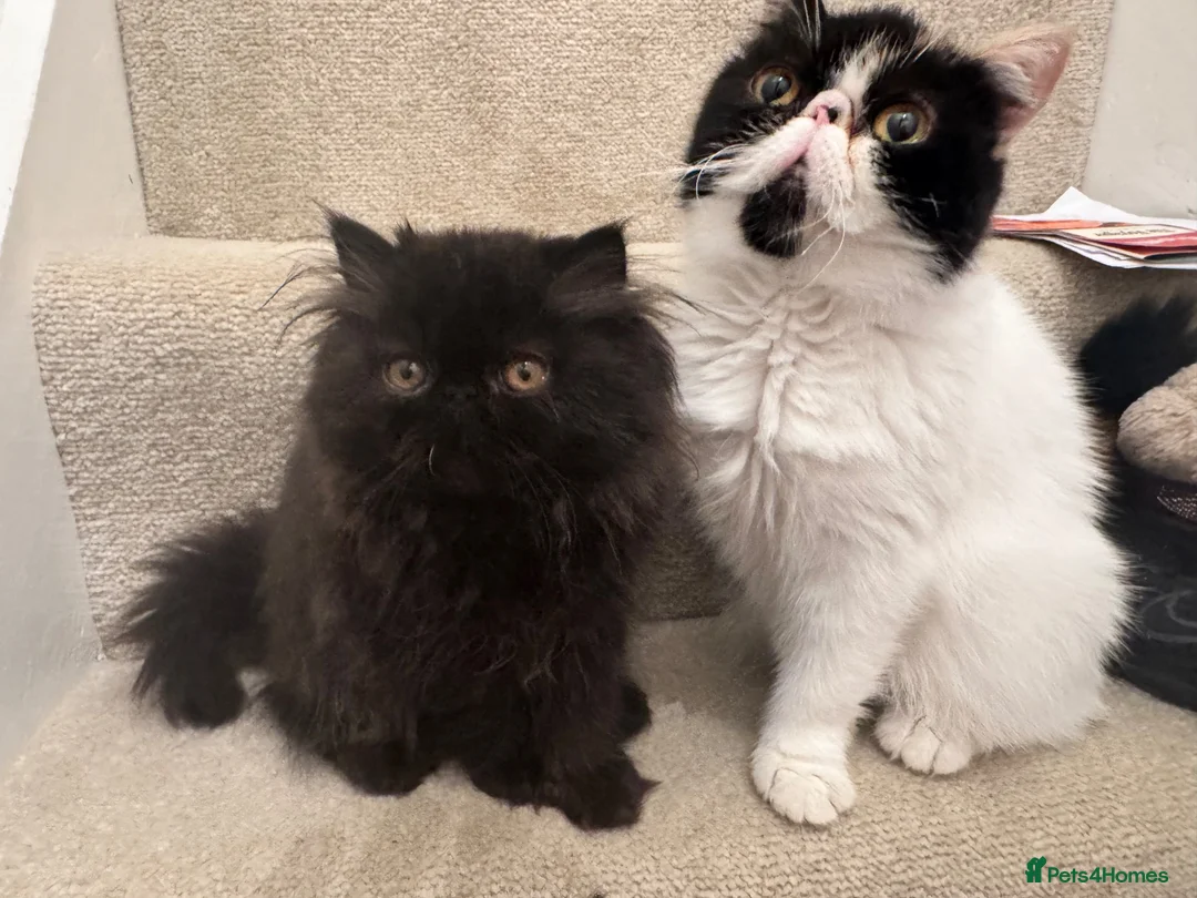 Persian cats for sale: Last kitten Persian girl black  - Advert 2