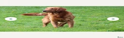Golden Retriever dogs for sale: KC Pedigree Golden Retriever Puppies - Advert 13