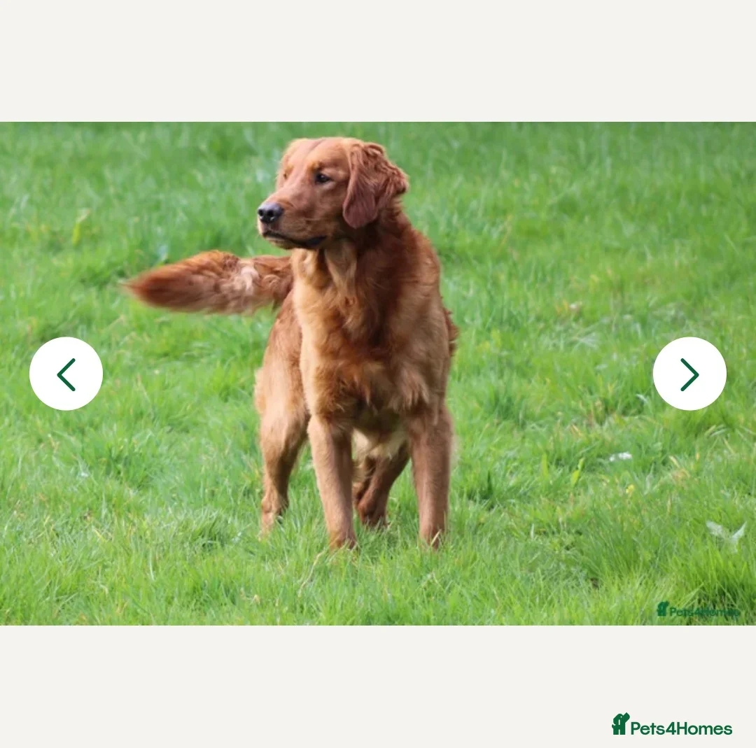 Golden Retriever dogs for sale: KC Pedigree Golden Retriever Puppies - Advert 13