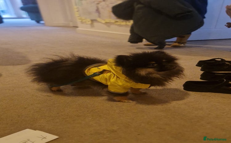 Pomeranian dogs - Advert 8