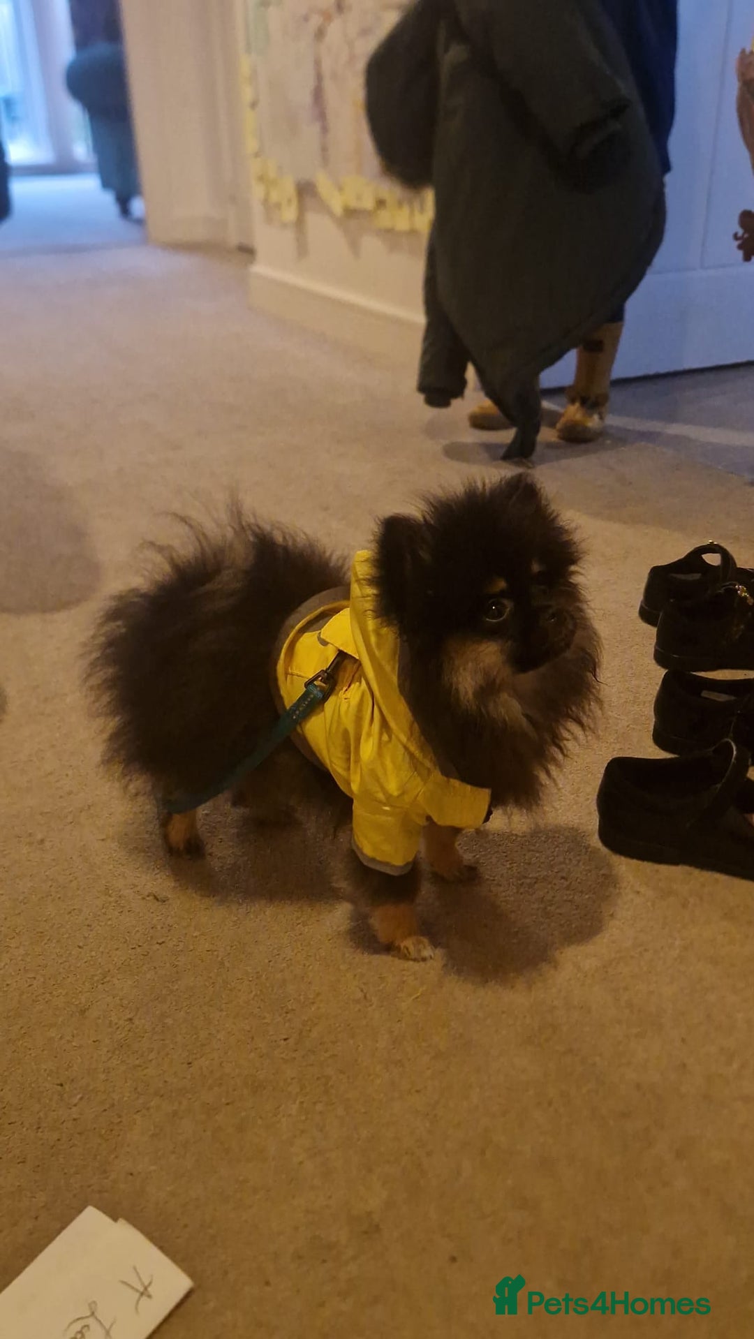 Pomeranian dogs for sale: Beautiful 6 month old Pom for sale - Image 1