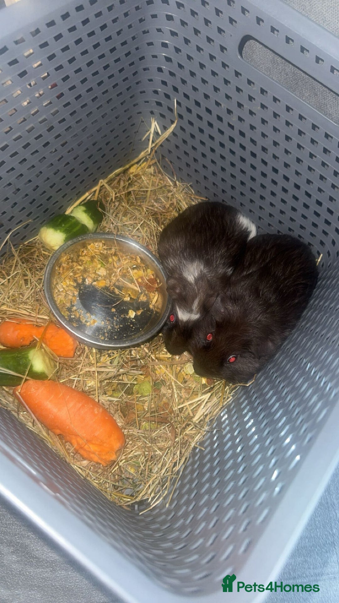 Guinea Pig rodents for sale: X2 guinea pigs  - Advert 2