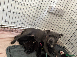 Mixed Breed dogs French staffys  - Advert 6