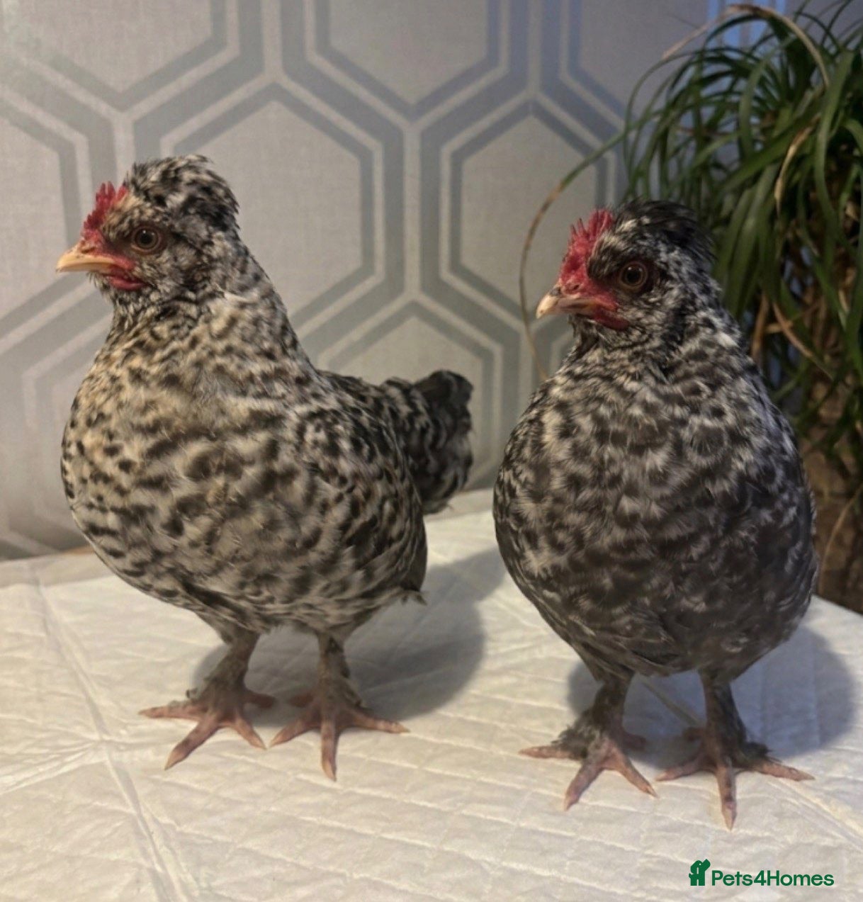 Mixed Breed poultry Polish x. Perkin batman x2  - Advert 4