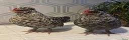 Mixed Breed poultry for sale: Polish x. Perkin batman x2  - Advert 1