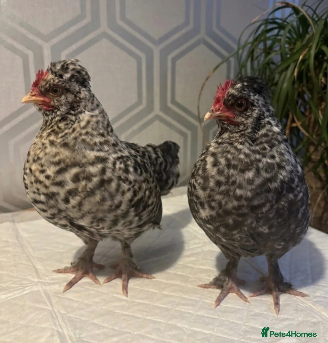 Mixed Breed poultry for sale: Polish x. Perkin batman x2  - Advert 1