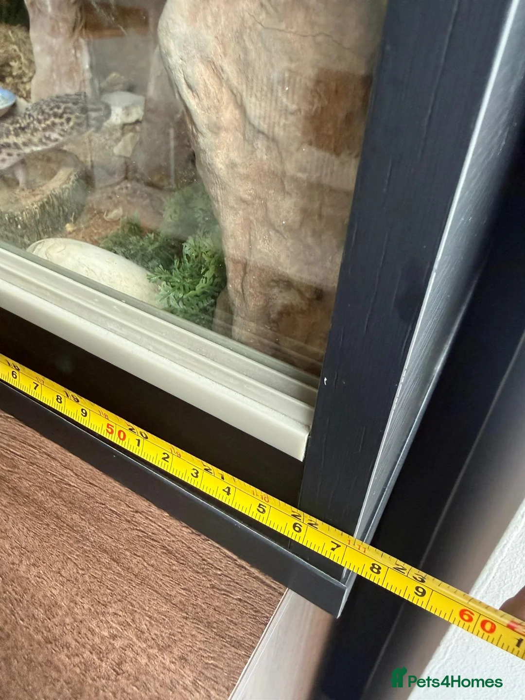 Leopard Gecko reptiles for sale: Snow Leopard Gecko with full set up / vivarium - Advert 4